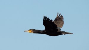 Cormorant