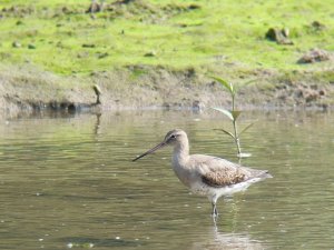 Black-tailed Godwit