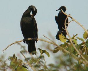 Indian Cormorants