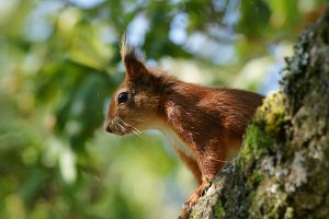 Brownsea Red Squirrel