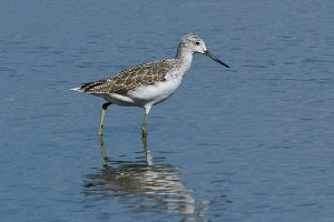 Gorgeous Greenshank