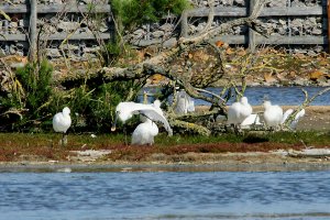 Spoonbill aerobics