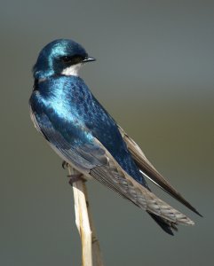 Tree Swallow