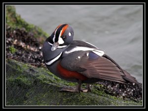 Harlequin Duck Drake