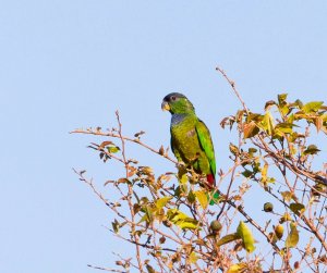 Scaly-headed Parrot