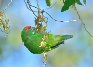 Red-capped Parrot, male