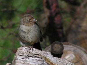 Towhee at Rest