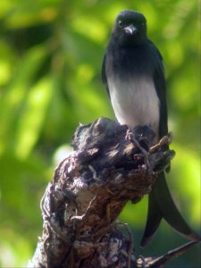 White-Bellied Drongo