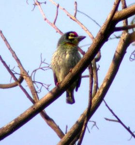 Coppersmith Barbet