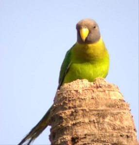 Plum-Headed Parakeet