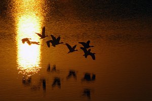 ducks in backlight -1