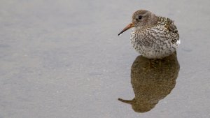 Purple sandpiper, Svalbard