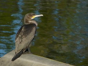 Cormorant