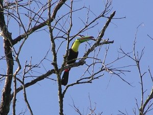 Keel-billed Toucan