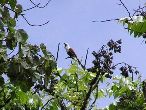 Three-wattled Bellbird