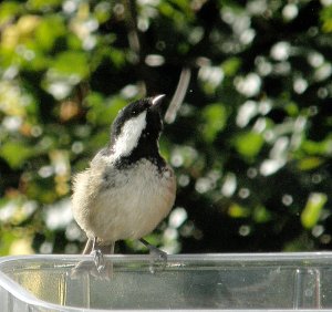 Coal Tit