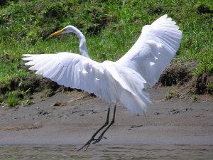 Great Egret