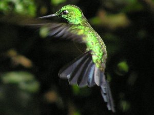 Green-crowned Brilliant