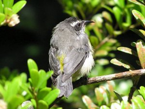 Bananaquit