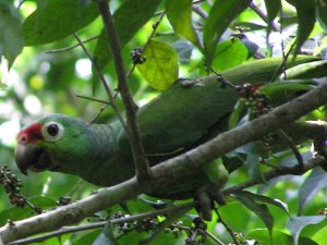 Red-lored Parrot