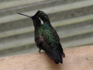 Purple-throated Mountain-gem