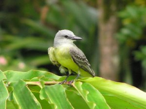 Tropical Kingbird