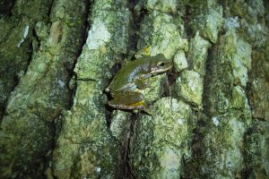 Squirrel Frog