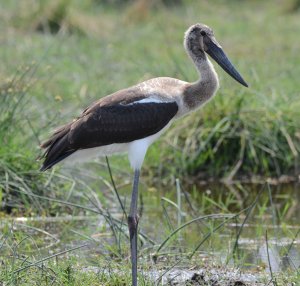 Young Saddle-billed Stork