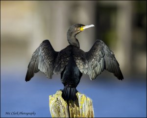 Cormorant