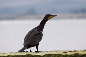 Cormorant