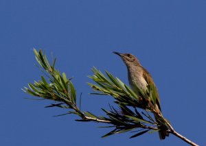 Brown Honeyeater