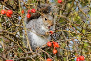 Tucking in