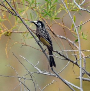 White-fronted Honeyeater