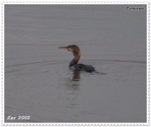 Cormorant