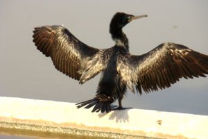 Indian Cormorant