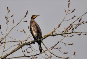 Cormorant