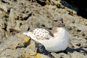 Cape Petrel (Daption capense)