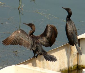 Indian Cormorant