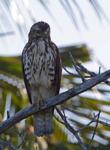 Juvenille Red shouldered Hawk - I think