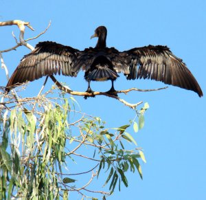 Great Cormorant