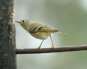 Ruby-crowned Kinglet