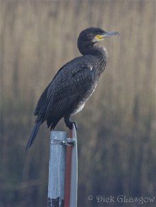 Cormorant