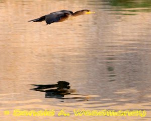 Double-crested Cormorant