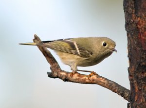 Ruby-crowned Kinglet