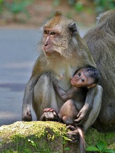 Long-Tailed Macaque (Mother & Infant)