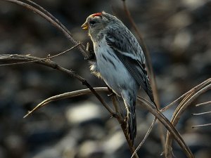 Hornemann's Arctic Redpoll