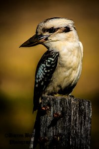 kookaburra