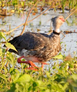 Southern Screamer (Chauna torquata)