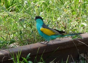 Turquoise Beauty