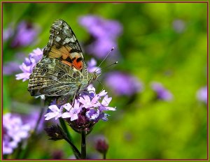 Painted Lady